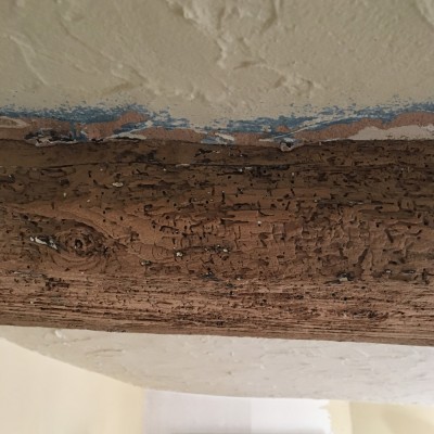 Woodworm